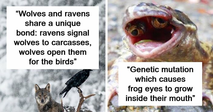 Time Spent Learning About Animals Is Never Wasted, So Here Are 73 Curiosities You Might Appreciate