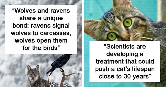 Time Spent Learning About Animals Is Never Wasted, So Here Are 73 Curiosities You Might Appreciate