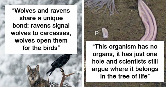 Time Spent Learning About Animals Is Never Wasted, So Here Are 73 Curiosities You Might Appreciate