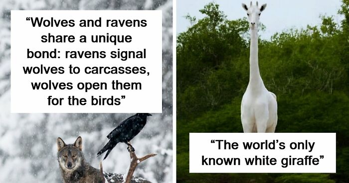 Time Spent Learning About Animals Is Never Wasted, So Here Are 73 Curiosities You Might Appreciate