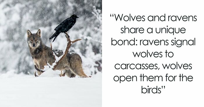 Time Spent Learning About Animals Is Never Wasted, So Here Are 73 Curiosities You Might Appreciate