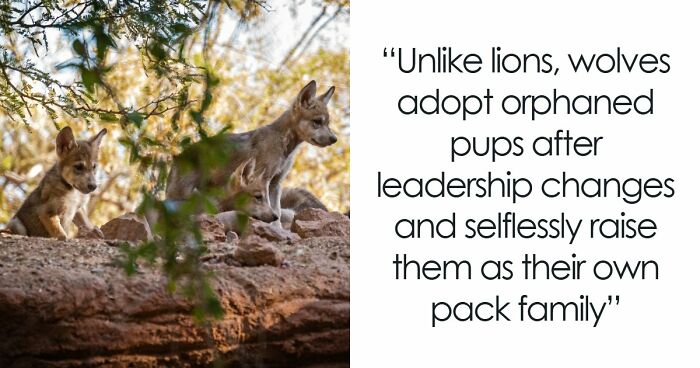 Time Spent Learning About Animals Is Never Wasted, So Here Are 73 Curiosities You Might Appreciate