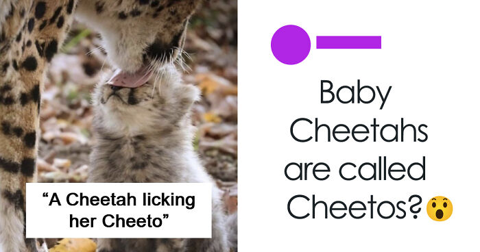 Time Spent Learning About Animals Is Never Wasted, So Here Are 73 Curiosities You Might Appreciate