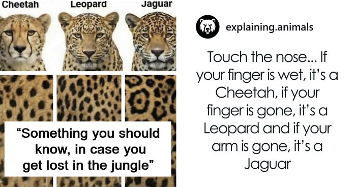 Time Spent Learning About Animals Is Never Wasted, So Here Are 73 Curiosities You Might Appreciate