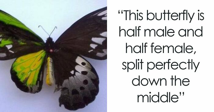 Time Spent Learning About Animals Is Never Wasted, So Here Are 73 Curiosities You Might Appreciate