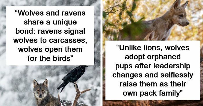 Time Spent Learning About Animals Is Never Wasted, So Here Are 73 Curiosities You Might Appreciate
