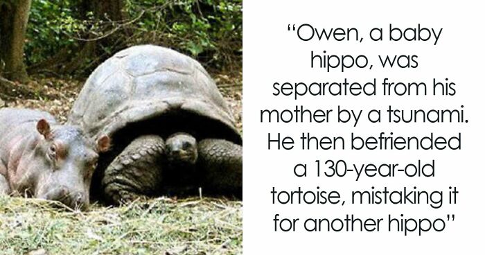 Time Spent Learning About Animals Is Never Wasted, So Here Are 73 Curiosities You Might Appreciate