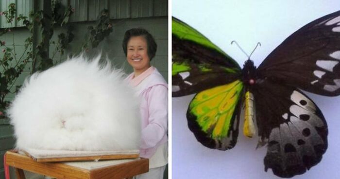 Time Spent Learning About Animals Is Never Wasted, So Here Are 73 Curiosities You Might Appreciate