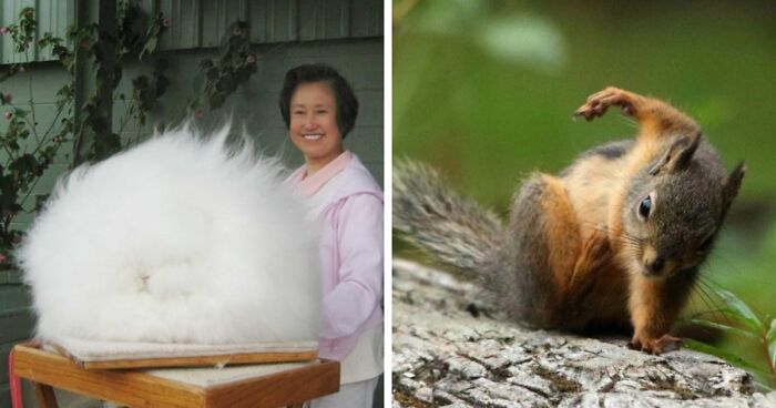 Time Spent Learning About Animals Is Never Wasted, So Here Are 73 Curiosities You Might Appreciate