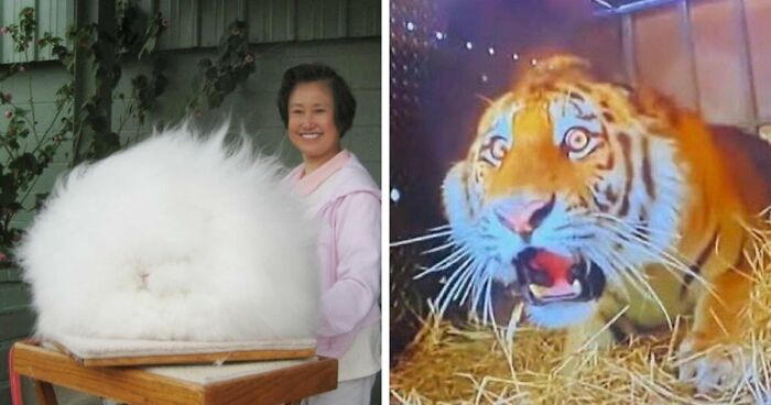 Time Spent Learning About Animals Is Never Wasted, So Here Are 73 Curiosities You Might Appreciate