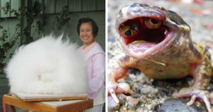 Time Spent Learning About Animals Is Never Wasted, So Here Are 73 Curiosities You Might Appreciate