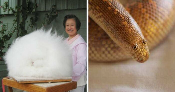 Time Spent Learning About Animals Is Never Wasted, So Here Are 73 Curiosities You Might Appreciate