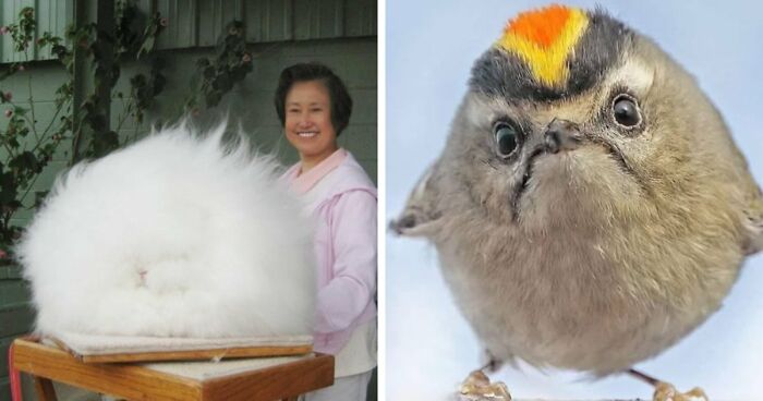 Time Spent Learning About Animals Is Never Wasted, So Here Are 73 Curiosities You Might Appreciate