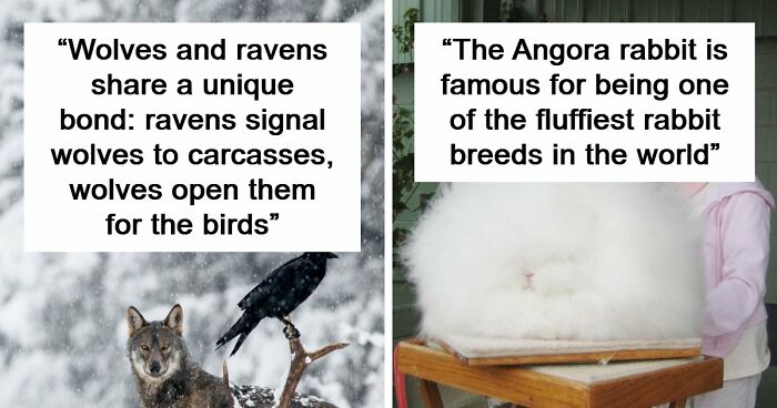Time Spent Learning About Animals Is Never Wasted, So Here Are 73 Curiosities You Might Appreciate