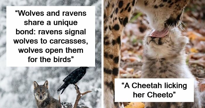Time Spent Learning About Animals Is Never Wasted, So Here Are 73 Curiosities You Might Appreciate