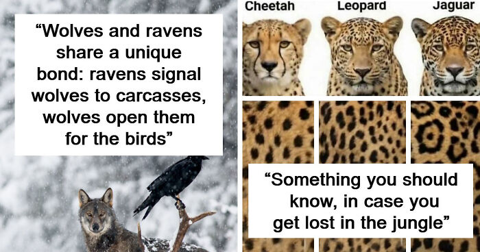 Time Spent Learning About Animals Is Never Wasted, So Here Are 73 Curiosities You Might Appreciate