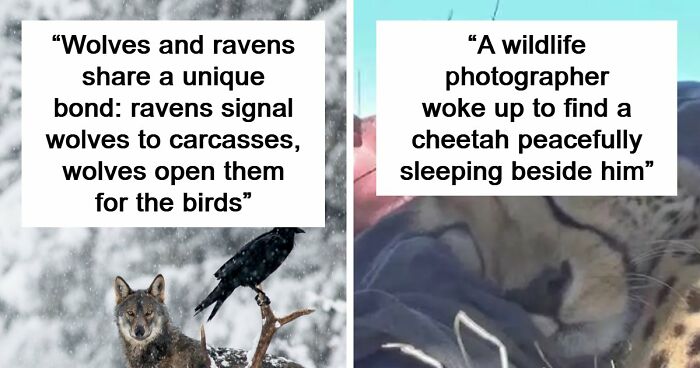 Time Spent Learning About Animals Is Never Wasted, So Here Are 73 Curiosities You Might Appreciate