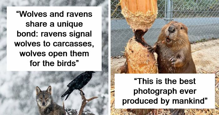 Time Spent Learning About Animals Is Never Wasted, So Here Are 73 Curiosities You Might Appreciate