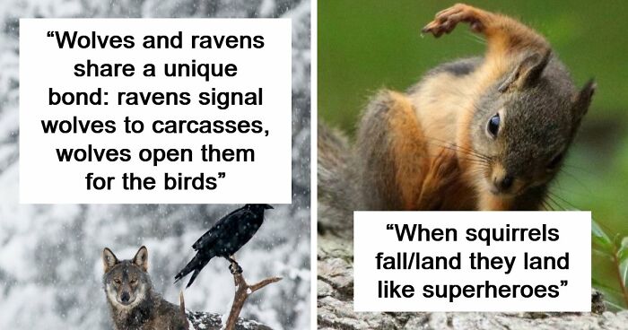Time Spent Learning About Animals Is Never Wasted, So Here Are 73 Curiosities You Might Appreciate
