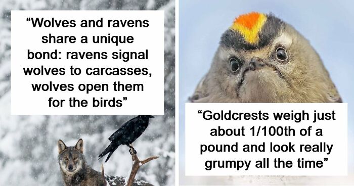 Time Spent Learning About Animals Is Never Wasted, So Here Are 73 Curiosities You Might Appreciate