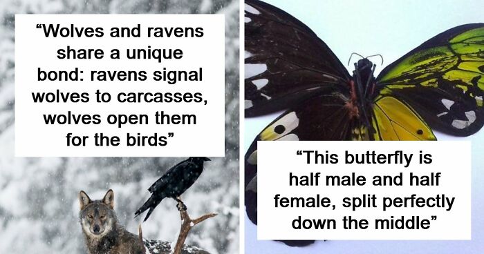 Time Spent Learning About Animals Is Never Wasted, So Here Are 73 Curiosities You Might Appreciate