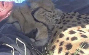 “If Your Arm Is Gone, It’s A Jaguar”: 73 Animal Facts That Sent Us Down A Rabbit Hole For Hours