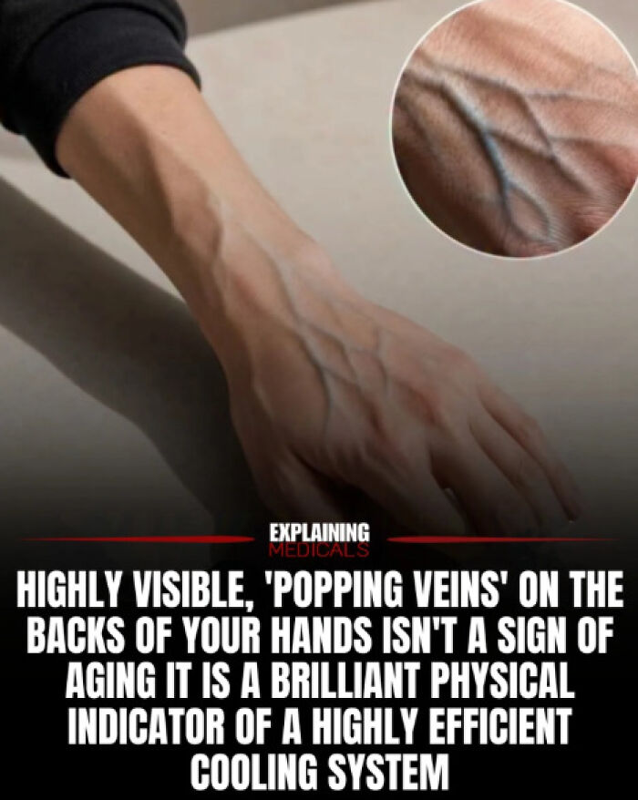 Highly visible popping veins on hands showing efficient physical cooling system