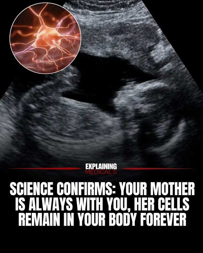Science confirms mother's cells remain in your body forever