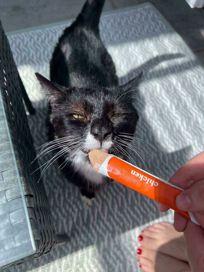 Black and white cat licking a chicken cat treat on a sunny outdoor rug