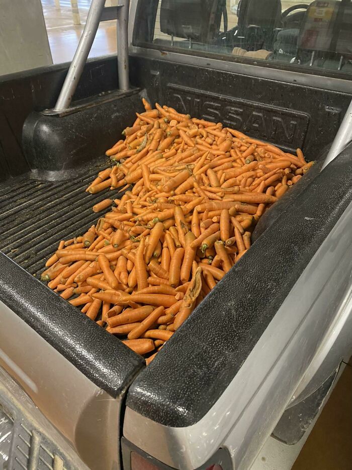 A bizarre image of the back of a pickup truck filled to the brim with a large quantity of carrots.