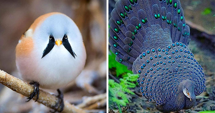 This Page Shared 80 Rare Bird Photos That Showcase The Beauty Of Nature In Flight