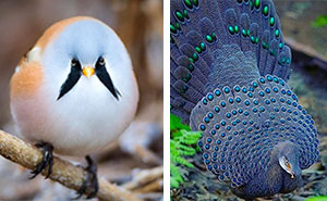 This Page Shared 80 Rare Bird Photos That Showcase The Beauty Of Nature In Flight