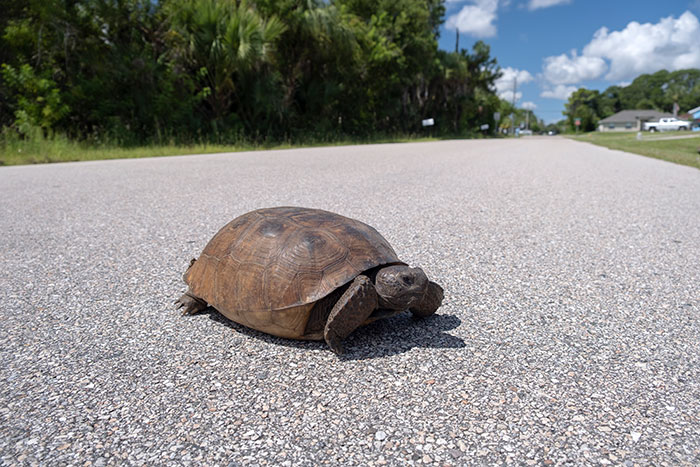 Turtle crossing street, symbolizing unwritten rules between strangers