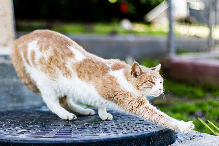Cat stretching outdoors symbolizing unwritten social behavior