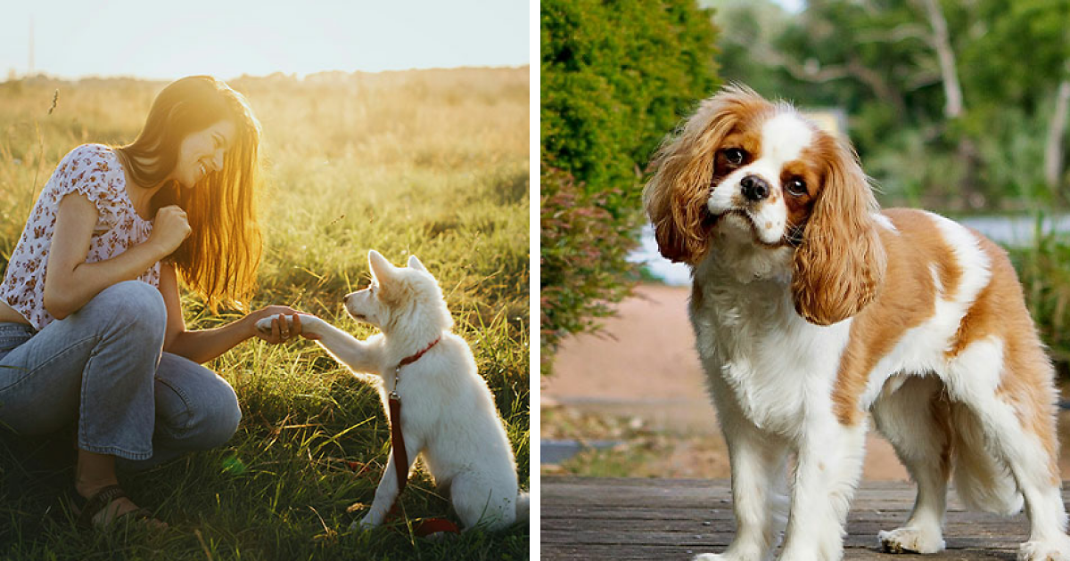 Quietest Dog Breeds Exposed By Experts, Perfect For Peaceful Homes | Bored Panda