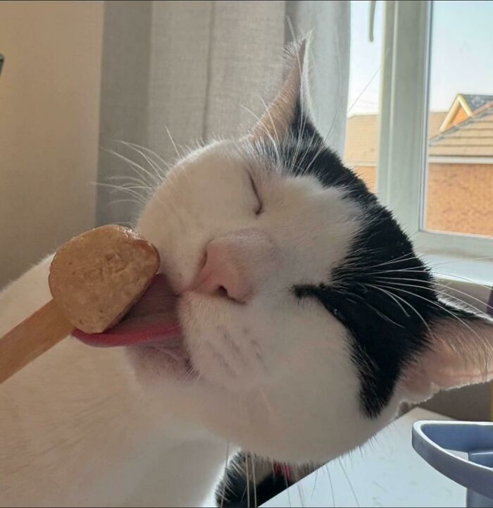 Black and white cat licking a snack on a spoon by a window