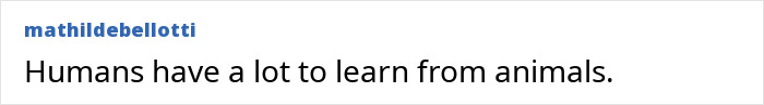 A comment about humans learning from animals, relevant to the biker finding a baby crawling out at night.