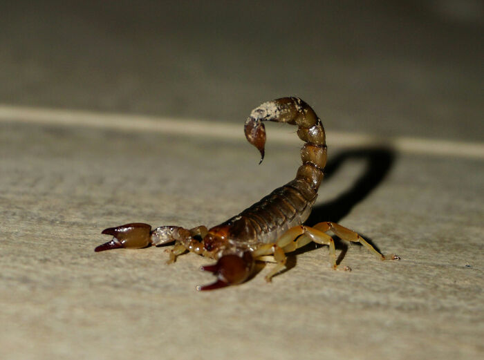 A scorpion on a light-colored surface, one of the unexpected things while visiting the US.