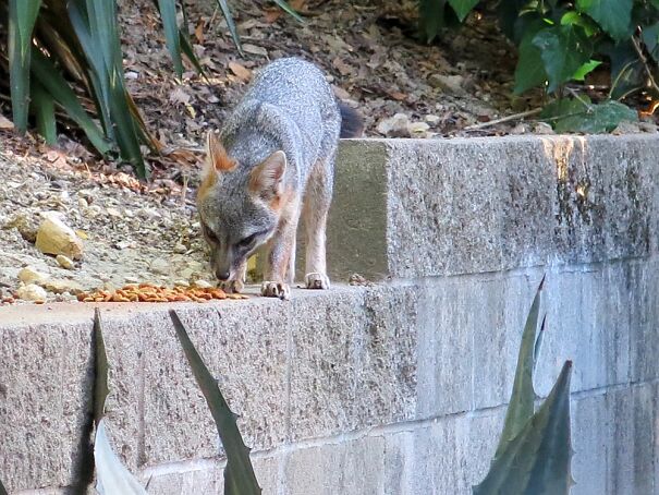 fox_1_2026-6a35f6d0a17bf.jpg