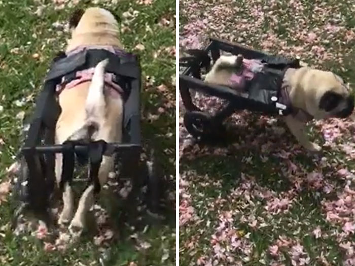 A pug dog using a functional 3D printed wheelchair, making everyday life much easier for pets.