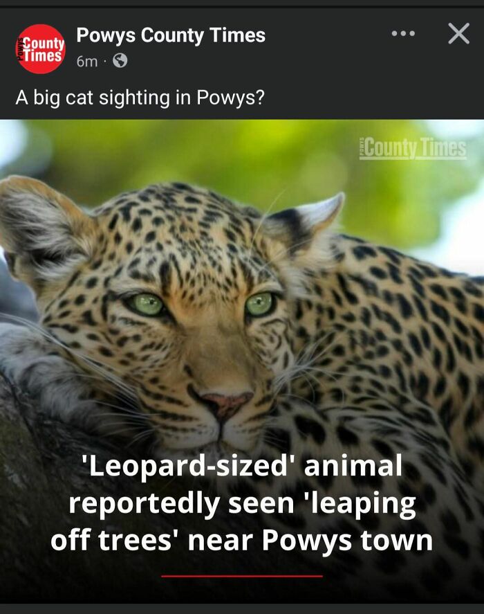 Leopard-sized animal reportedly seen leaping off trees near Powys town
