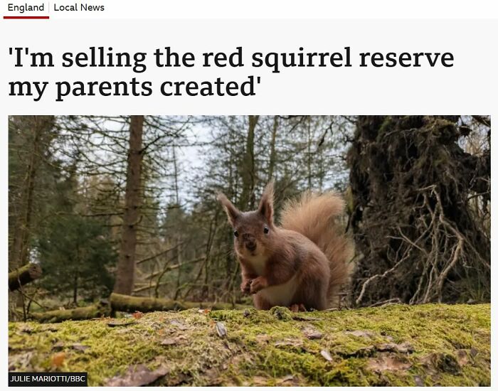 Red squirrel in forest featured in local red squirrel reserve article