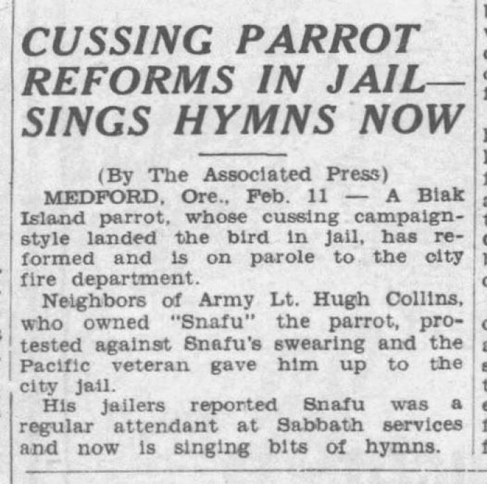 Local newspaper headline about cussing parrot reforming and singing hymns