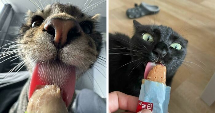 51 Funny Pics Of Food-Obsessed Cats Who Forgot How To Act Civilized Around A Snack