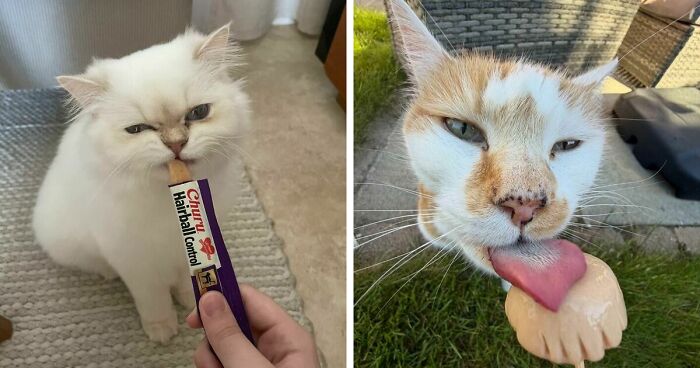 51 Funny Pics Of Food-Obsessed Cats Who Forgot How To Act Civilized Around A Snack