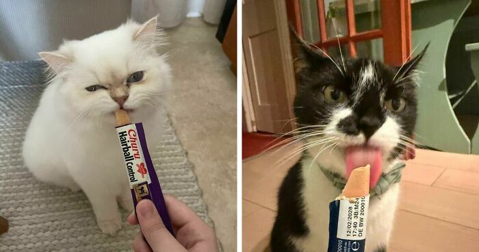 51 Funny Pics Of Food-Obsessed Cats Who Forgot How To Act Civilized Around A Snack
