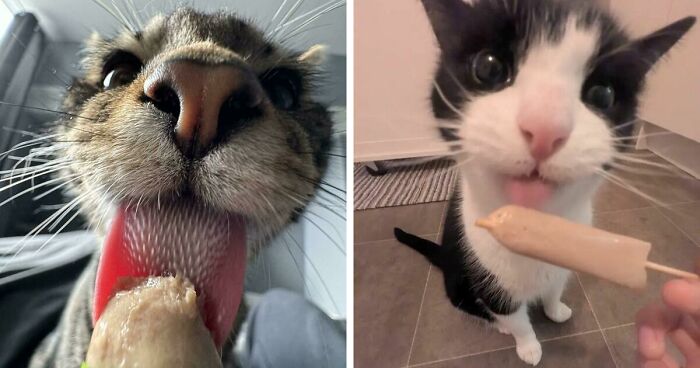 51 Funny Pics Of Food-Obsessed Cats Who Forgot How To Act Civilized Around A Snack