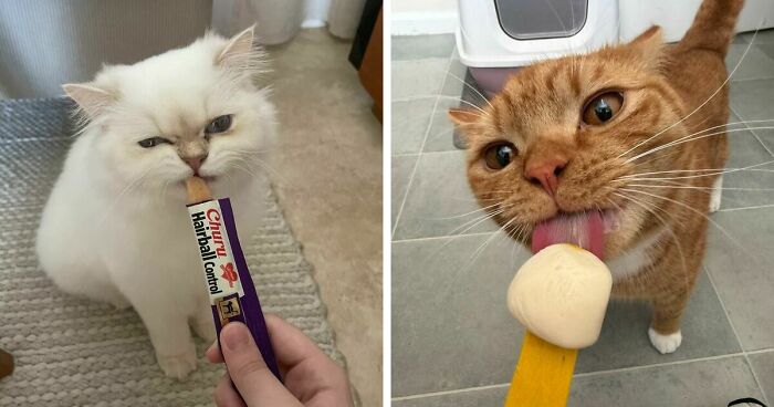 51 Funny Pics Of Food-Obsessed Cats Who Forgot How To Act Civilized Around A Snack