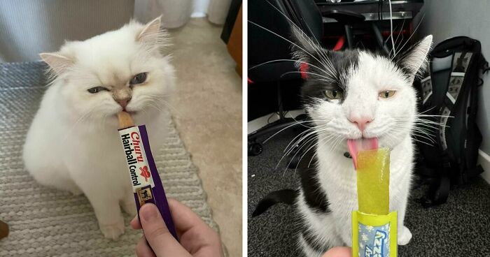 51 Funny Pics Of Food-Obsessed Cats Who Forgot How To Act Civilized Around A Snack