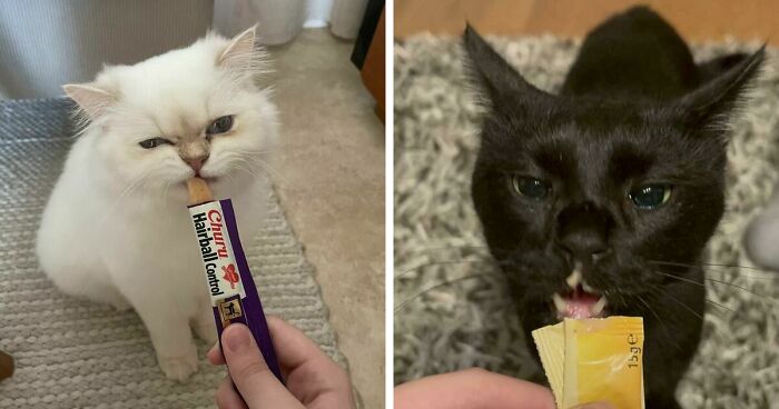 51 Funny Pics Of Food-Obsessed Cats Who Forgot How To Act Civilized Around A Snack
